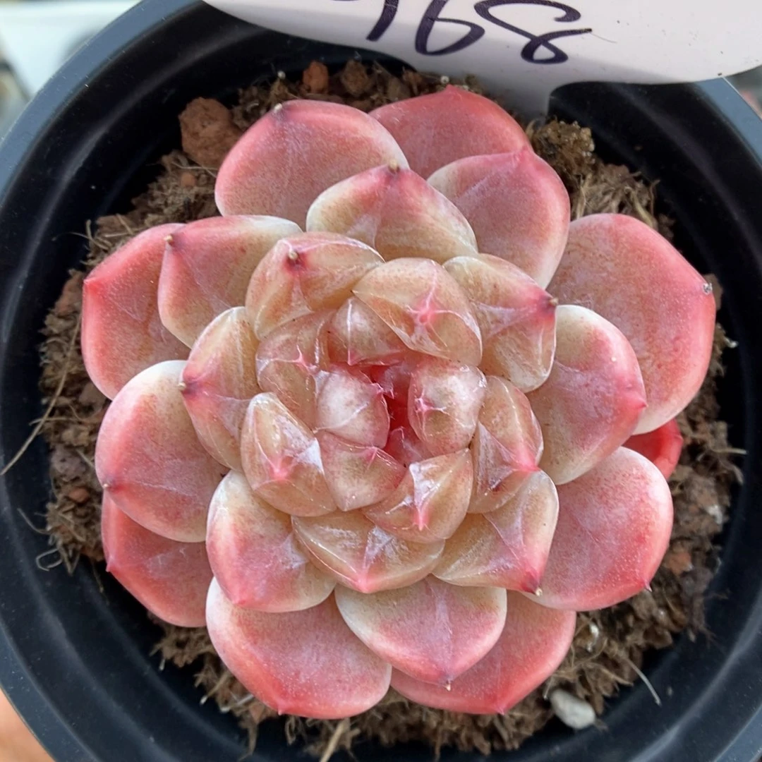 母本冰魄可拍968号。