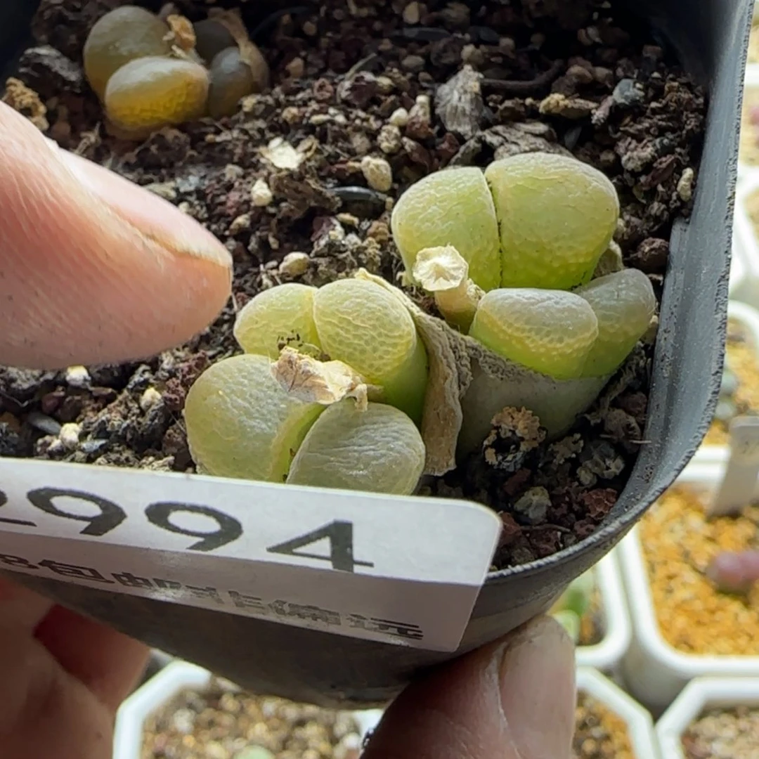 【闪购商品】幼***✪12994