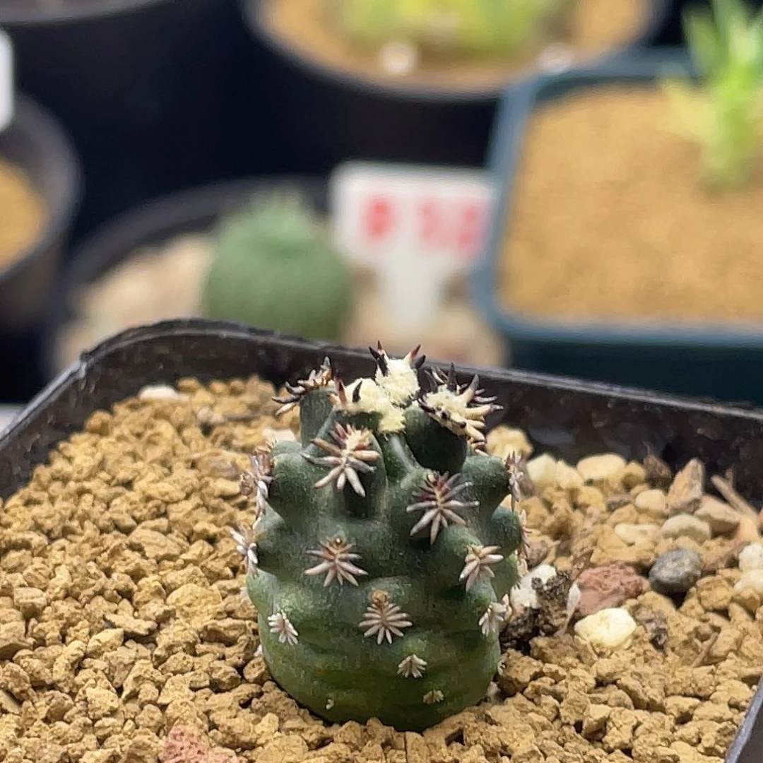 实生雪顶短豪刺青花虾仙人球
