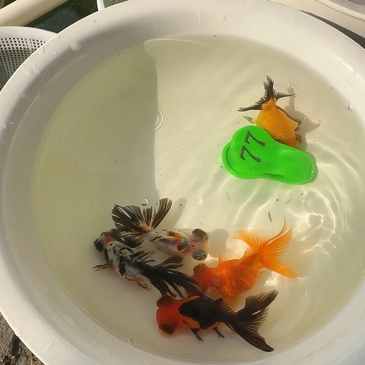 金鱼包邮包活到家