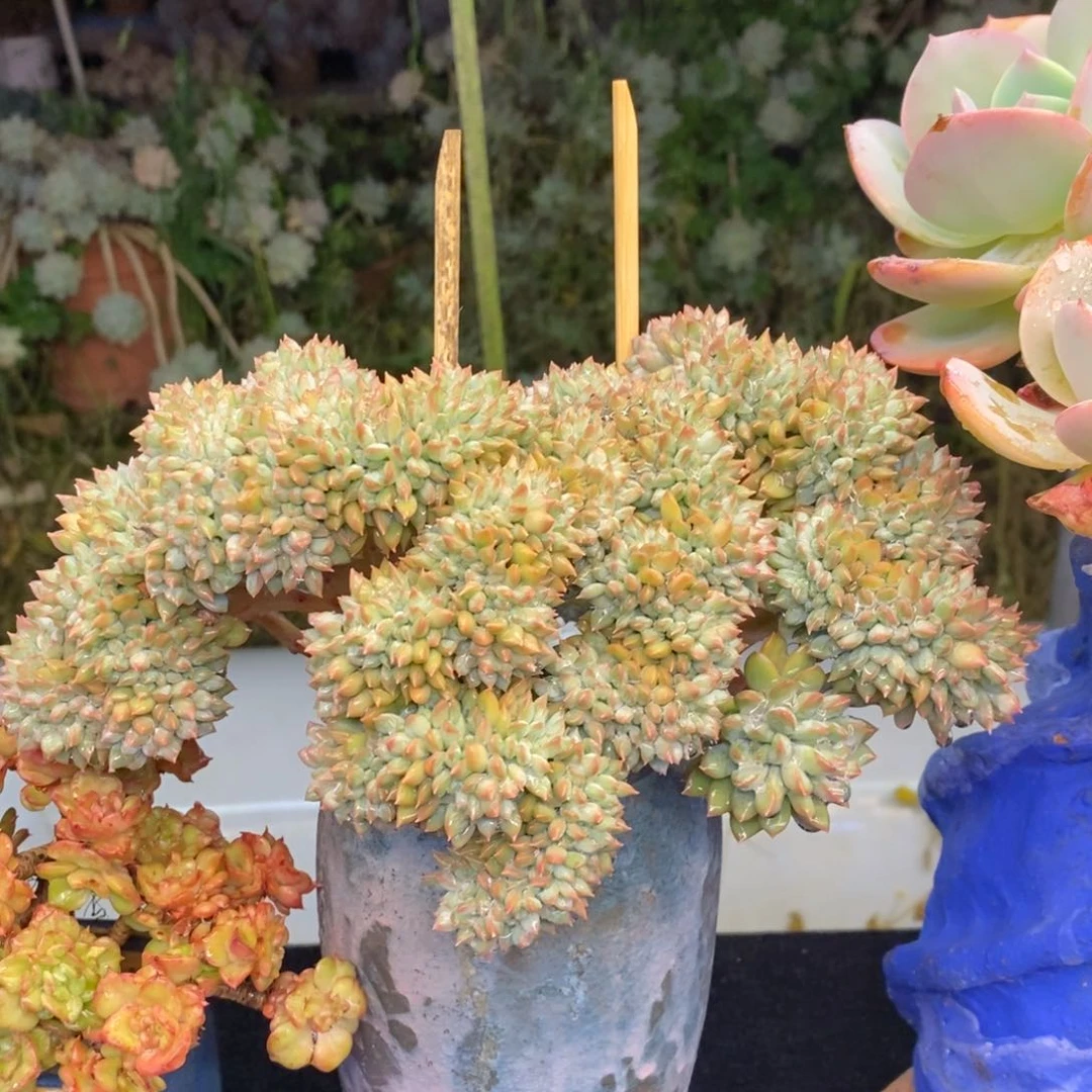 冰淇淋缀化多肉植物盆栽