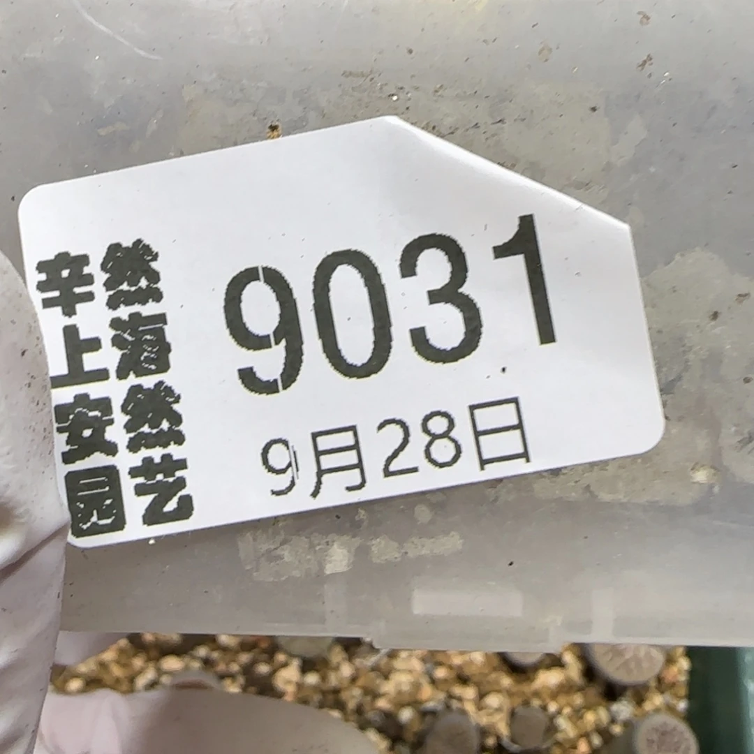 七***。9.28。  线招福。  9031有腿闷伤