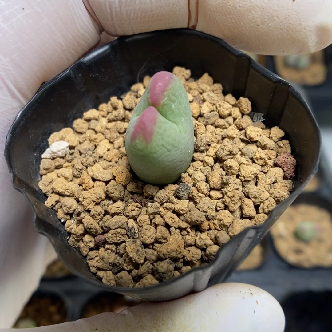 多肉植物肉锥杂交K-4727 将杂 缺水福利