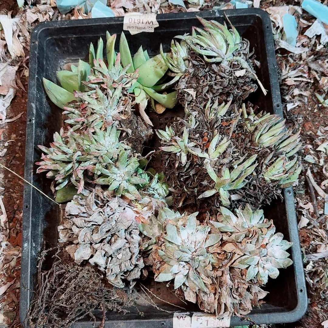 8644瑕疵框拍不售后