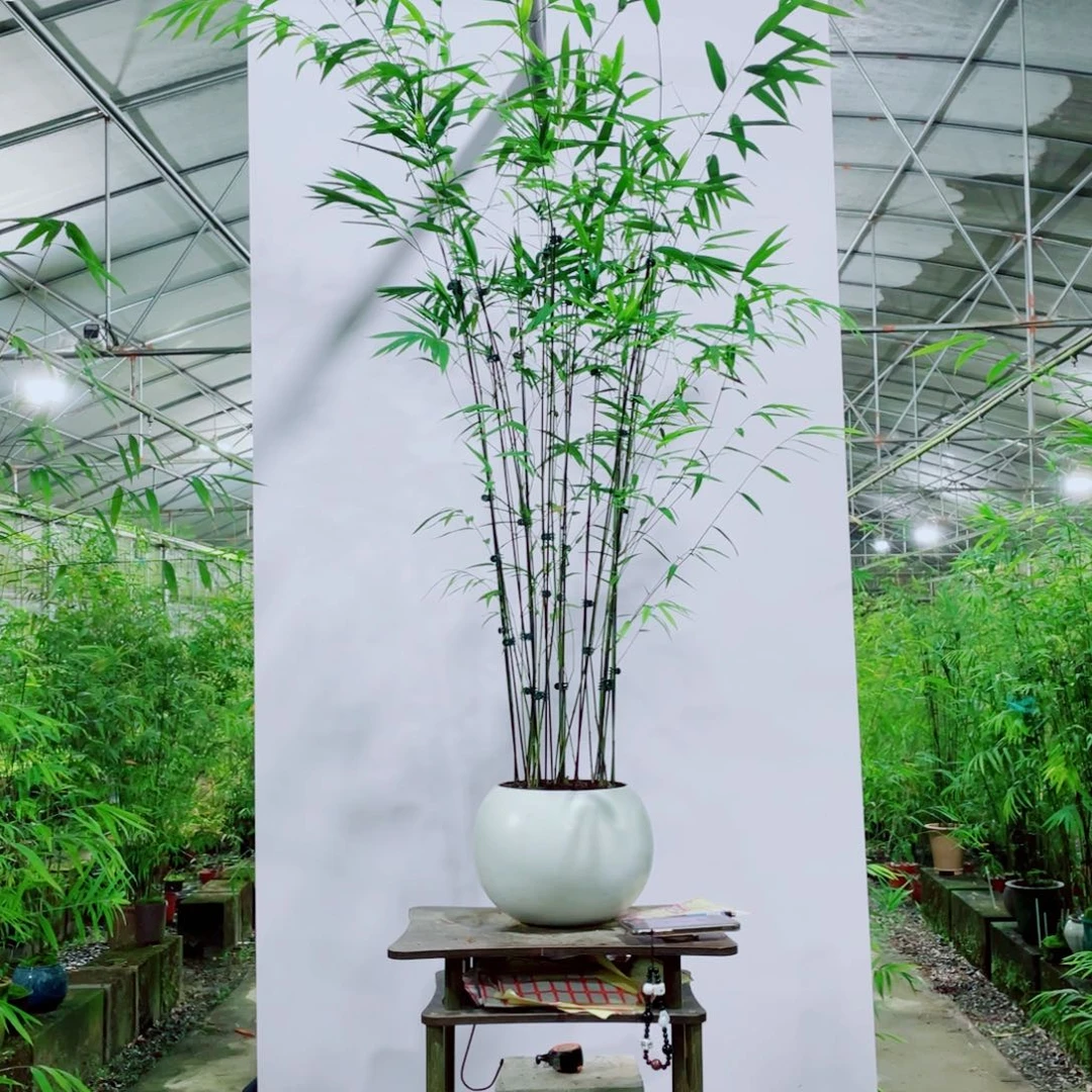 无花朵内门竹一物一拍