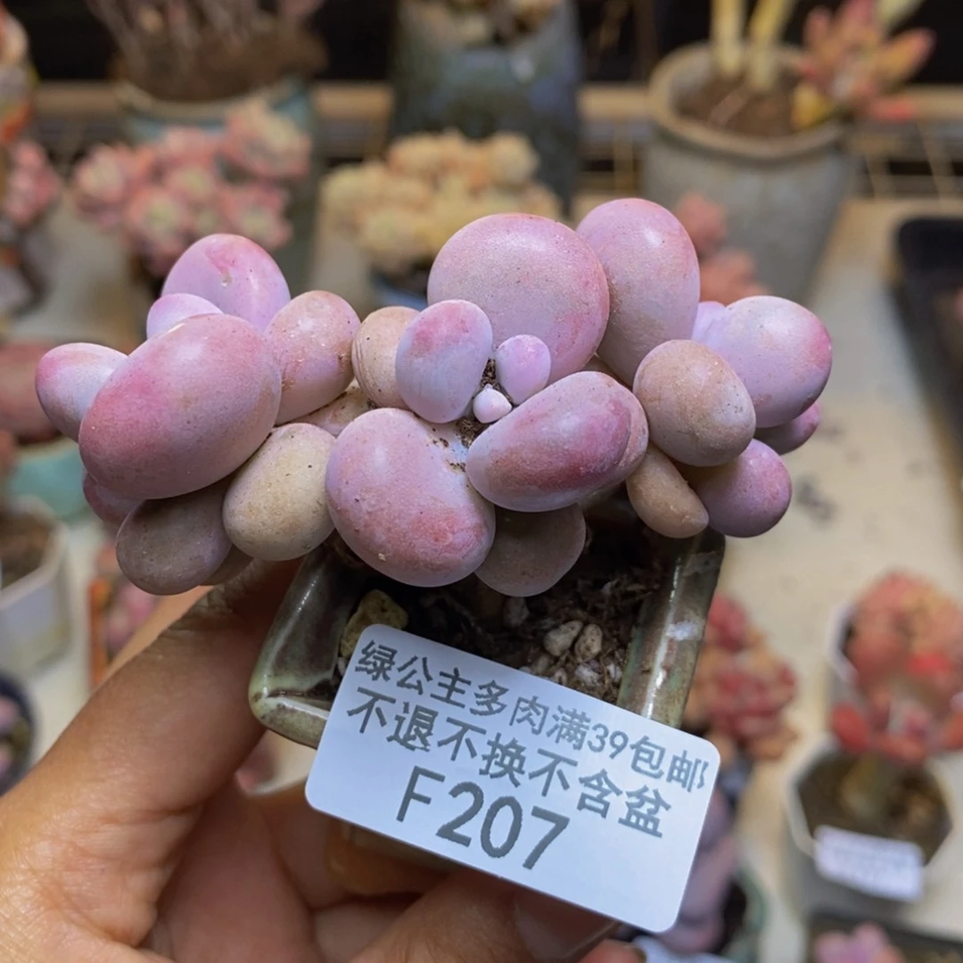 207腰子桃蛋多肉5cm