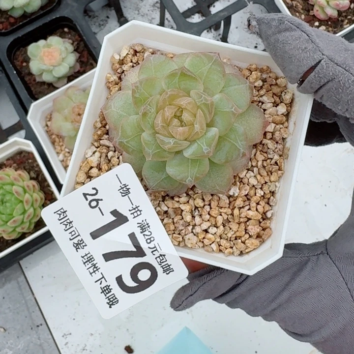 玻璃樽多肉无盆土发货无