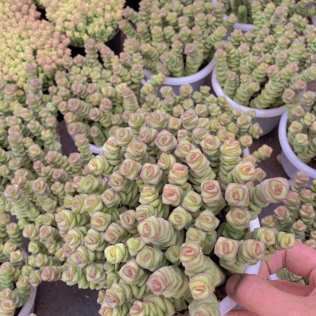 白盆钱串 多肉植物