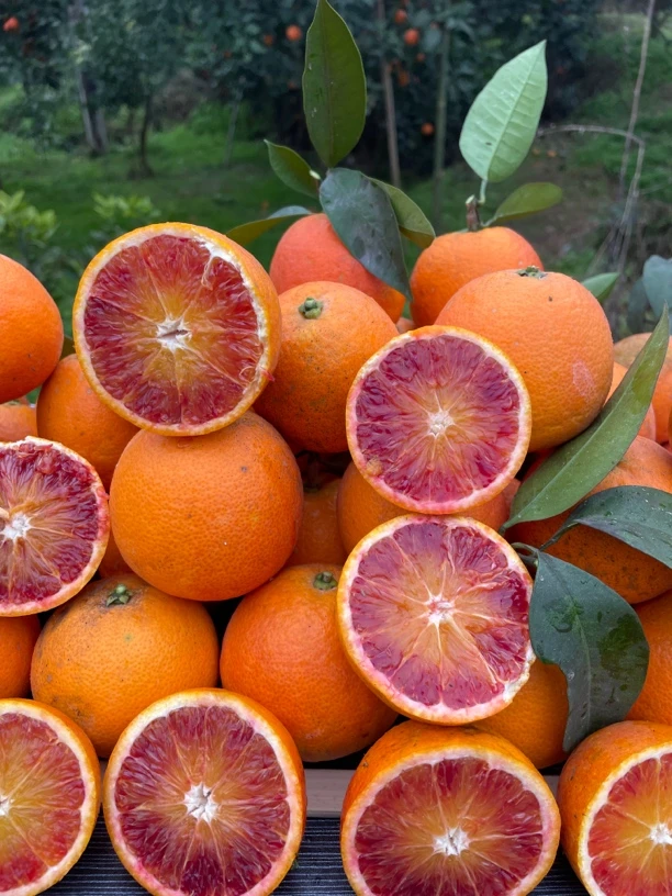 正宗长寿湖农家自种现摘现发血橙