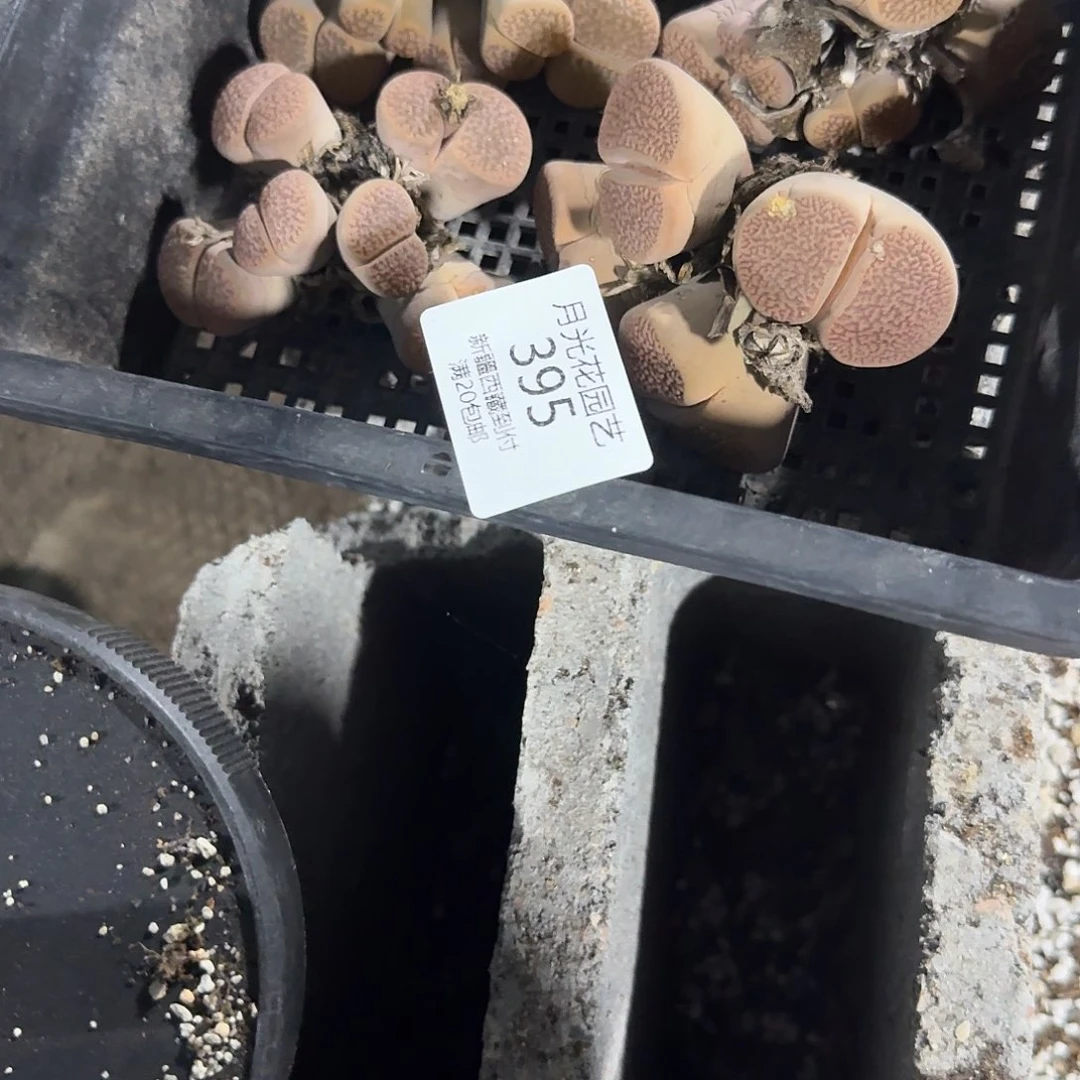 哈哈哈你真的会有这种魔力395是