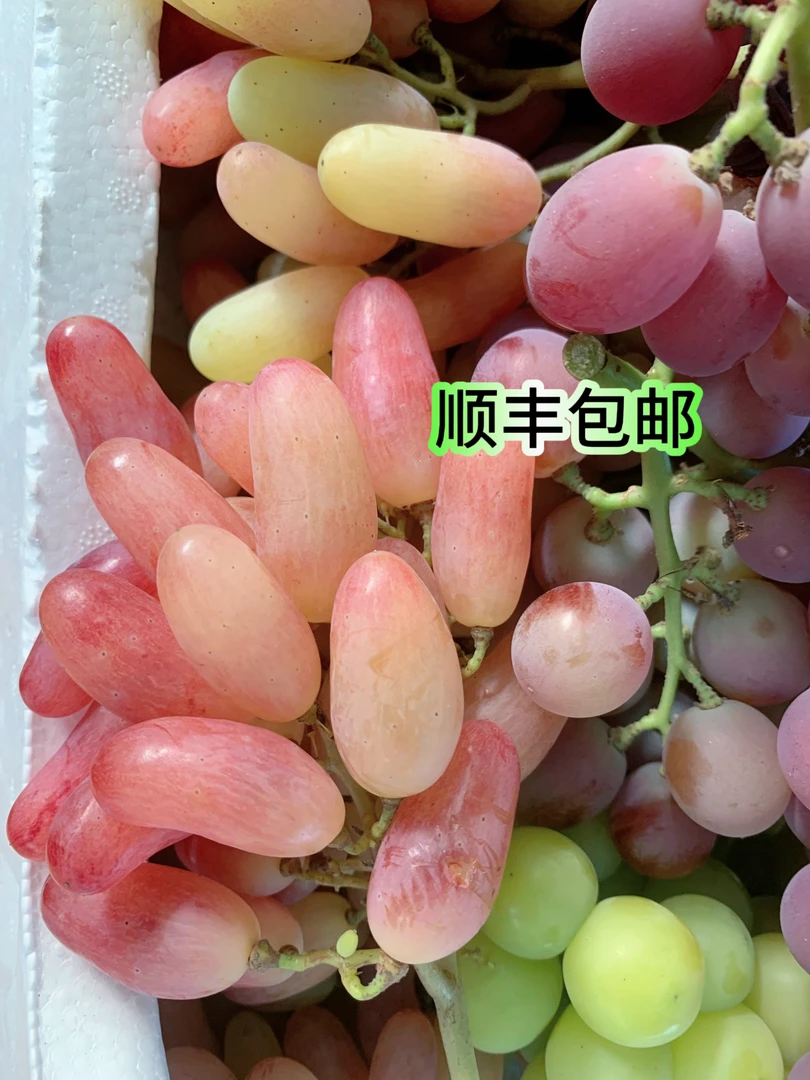 玫瑰香美人痣巨峰现摘产地直发当季新鲜美人指葡萄巨峰葡萄