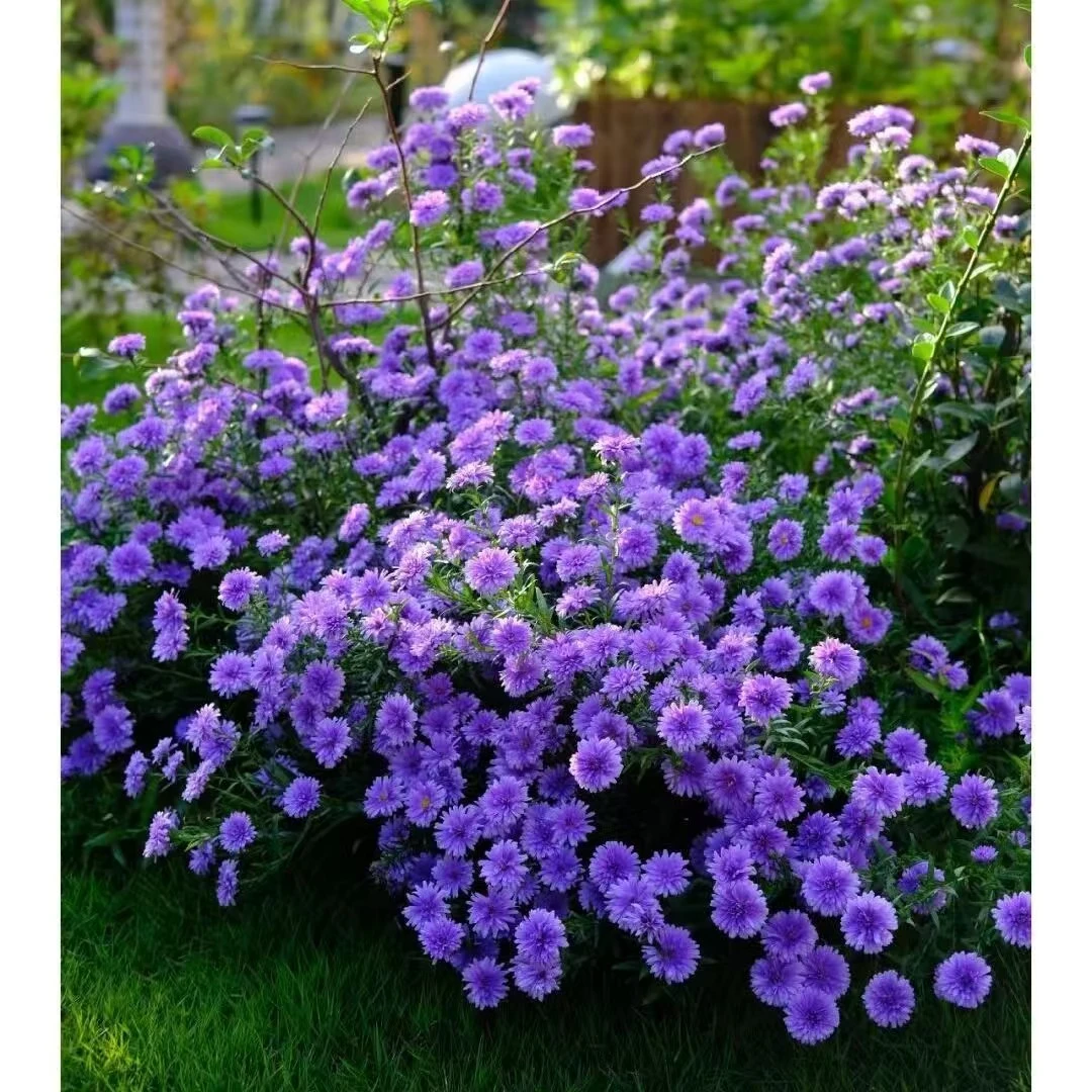 重瓣紫菀盆栽耐热耐寒多年生四季开花好养庭院阳台绿植花卉