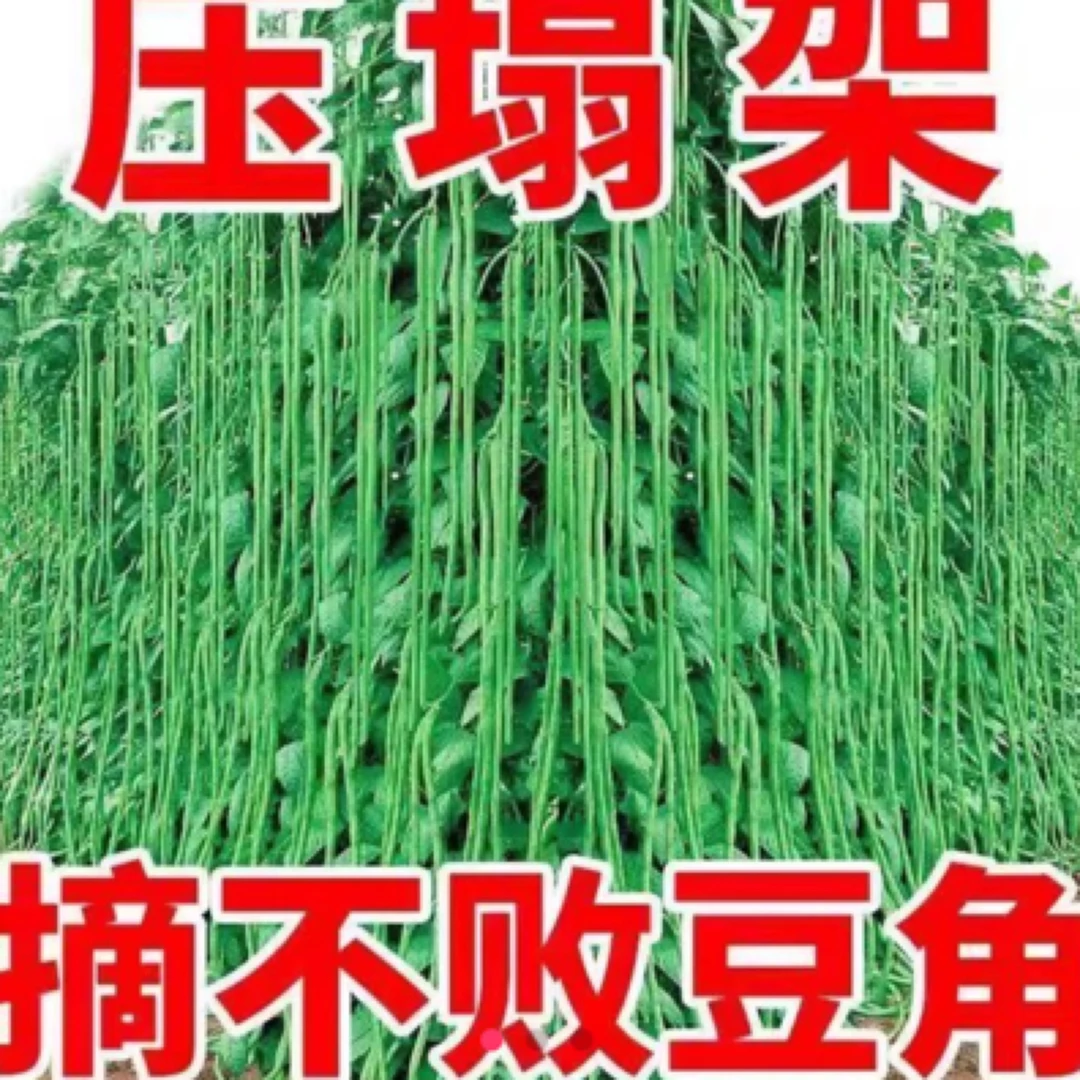 瀑布长豇豆豆角种子