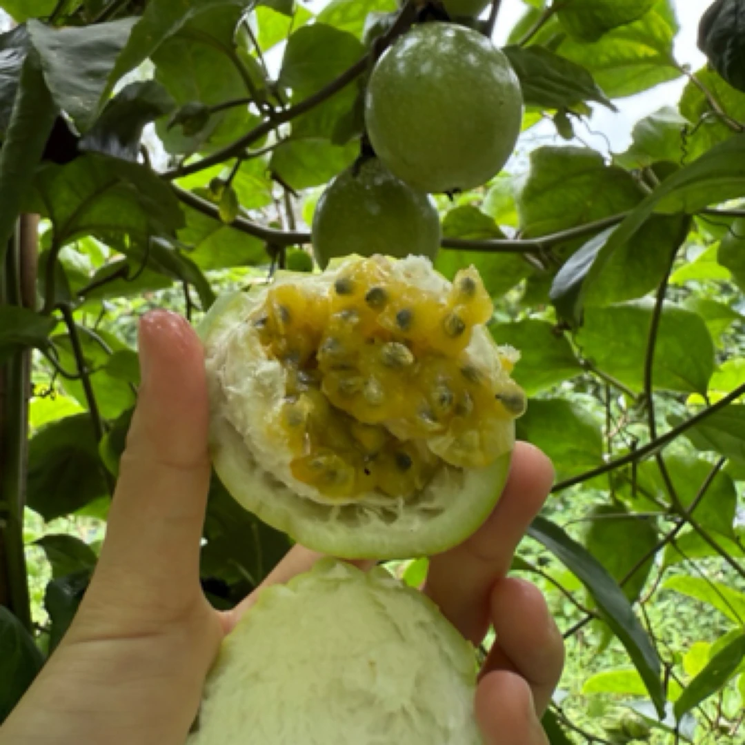 当季新鲜百香果香甜多汁正宗水果包邮