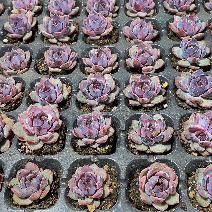 小蓝莓1.5带土发货