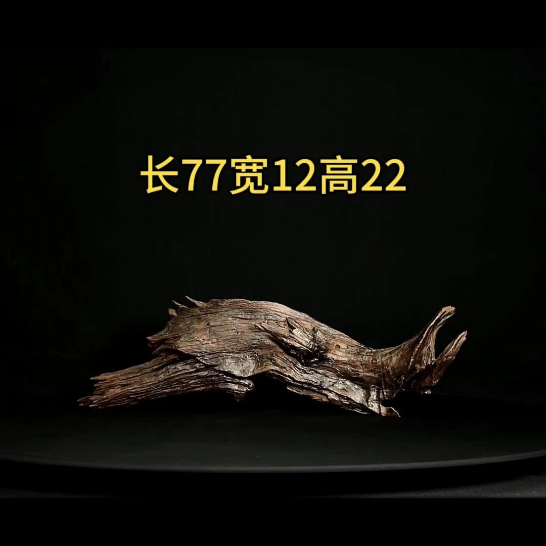 张大狼沉木鱼缸造景77cm爆裂纹趴缸沉木鱼缸装饰摆件