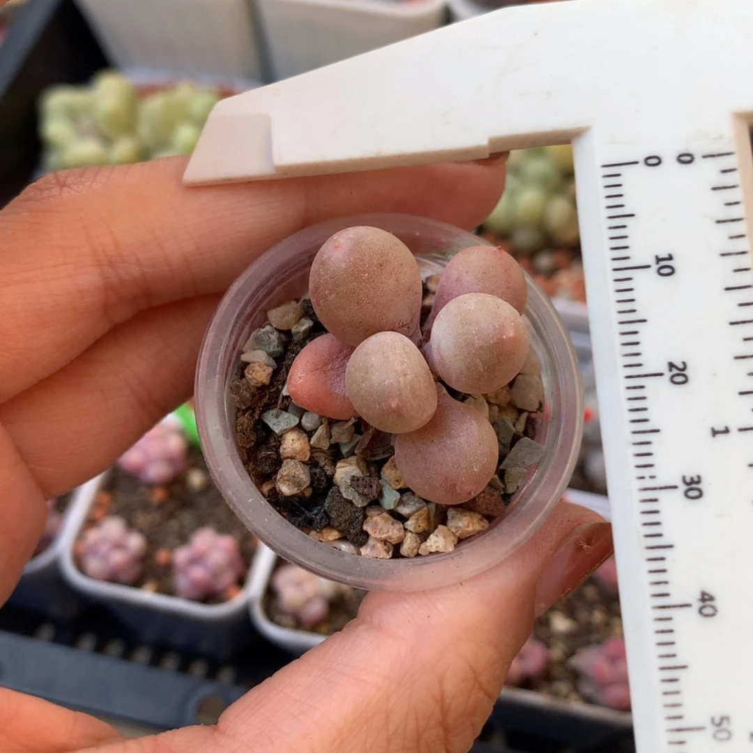 斯***屿小书肉奶酪多肉 小书肉奶酪多肉