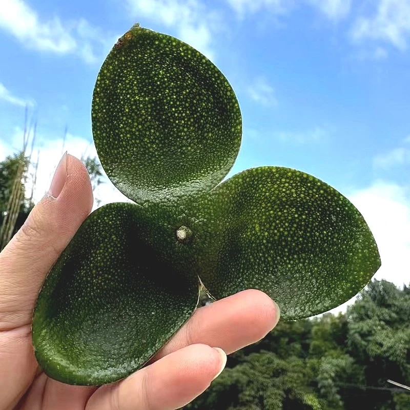 天马圈枝老树大青皮原材料批发2025年新会陈皮青皮