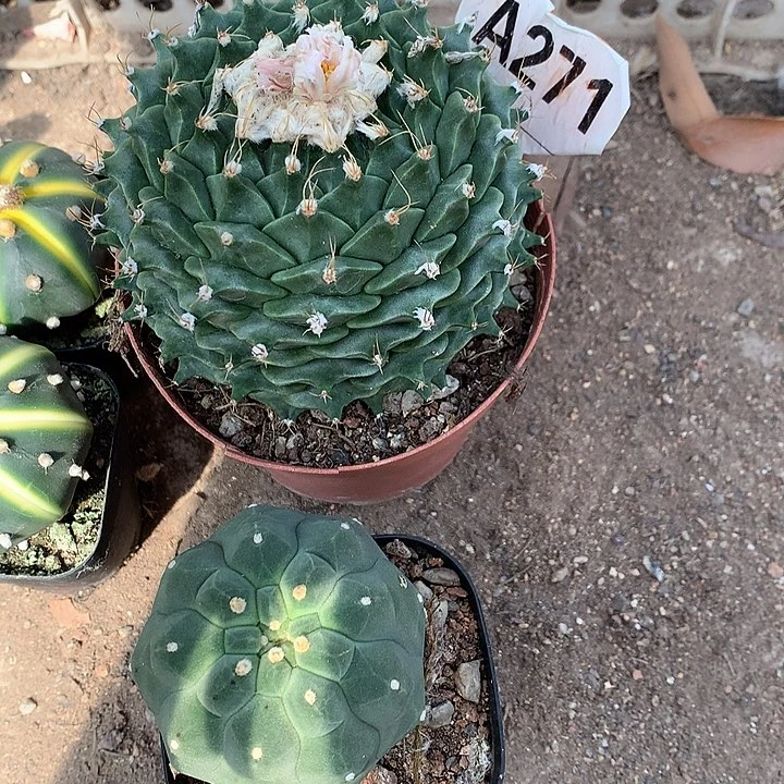 博**专3333333333333