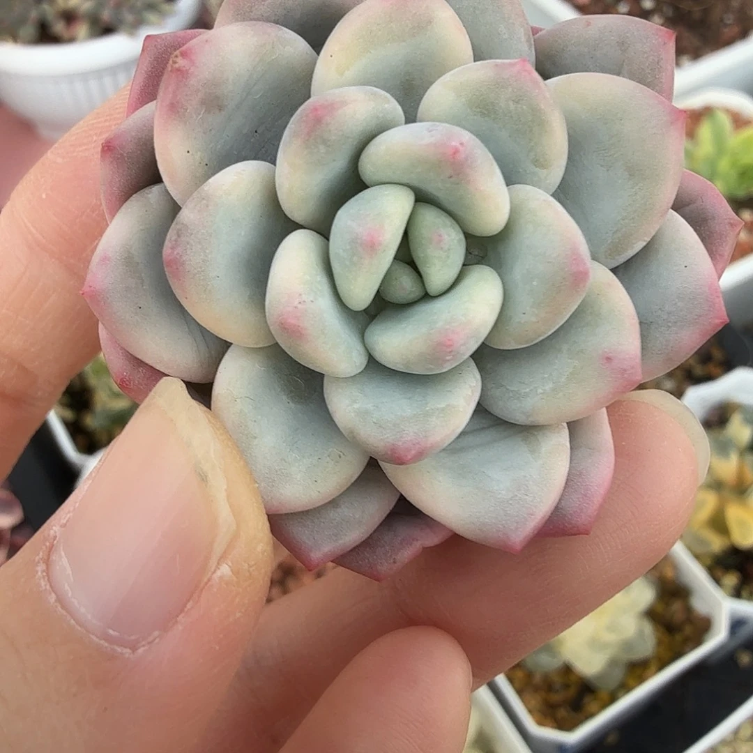 香水锦，多肉植物。