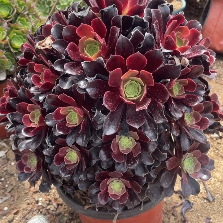 051多肉植物欧紫