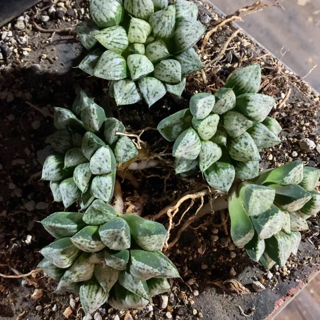 377 一颗潘多拉魔盒 开播福利