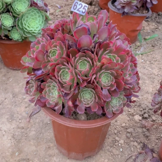无花朵625多肉植物安娜