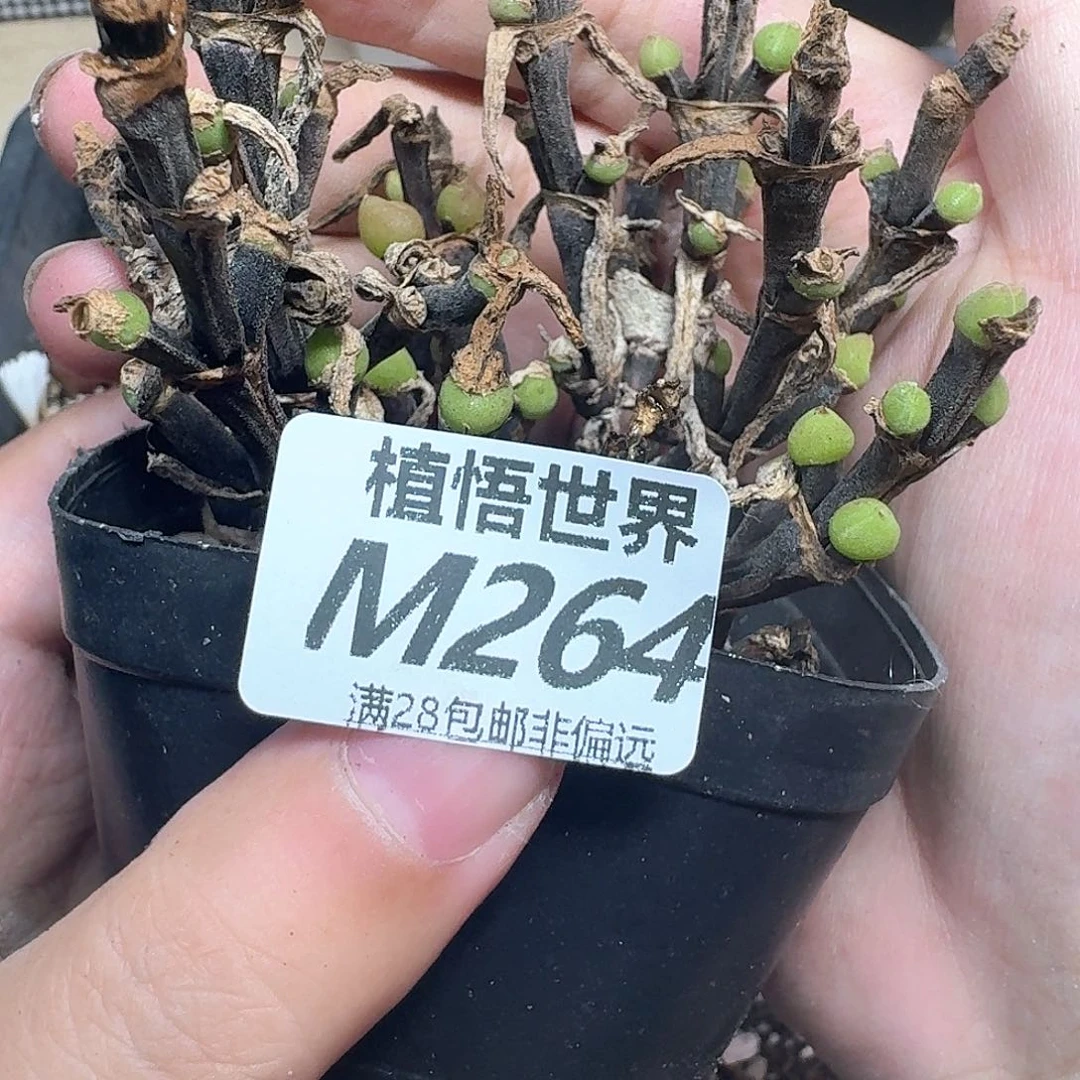 多肉植物的润泽地方fv