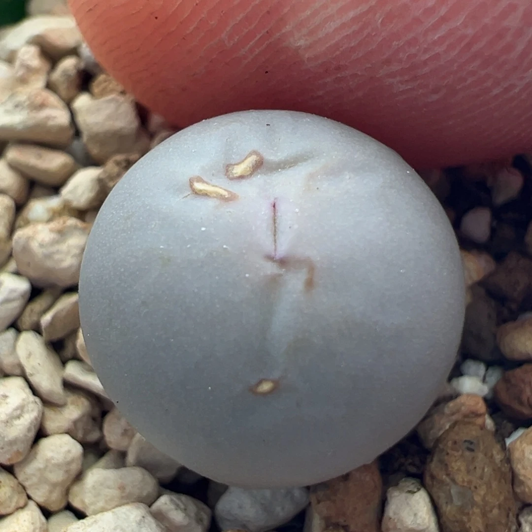 409。青蛙优选434V嘴 两年半