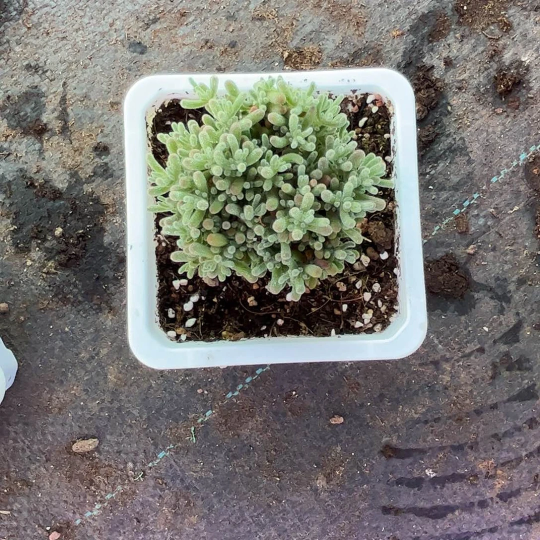 S***s冰晶优选枝干番杏