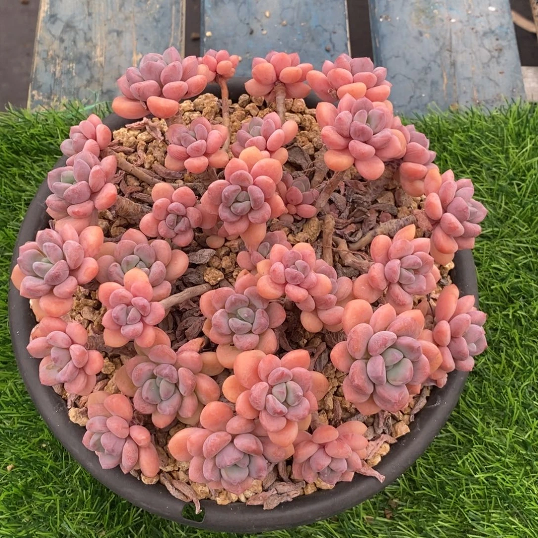 综合链接木糖醇群