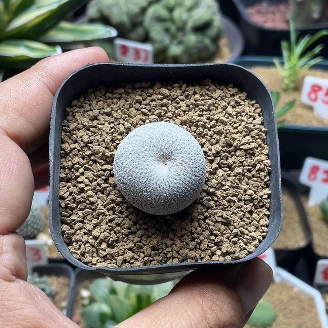 超白伊朗丸带盆土包邮