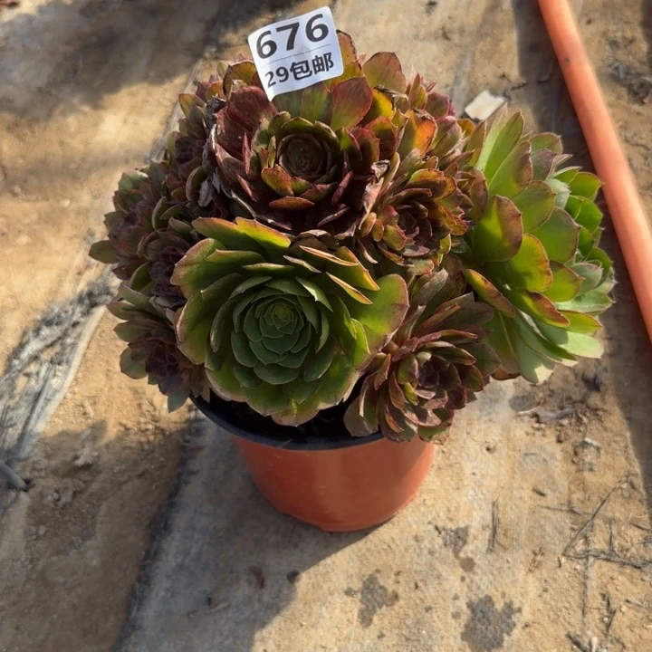 红丝绒……多肉植物……