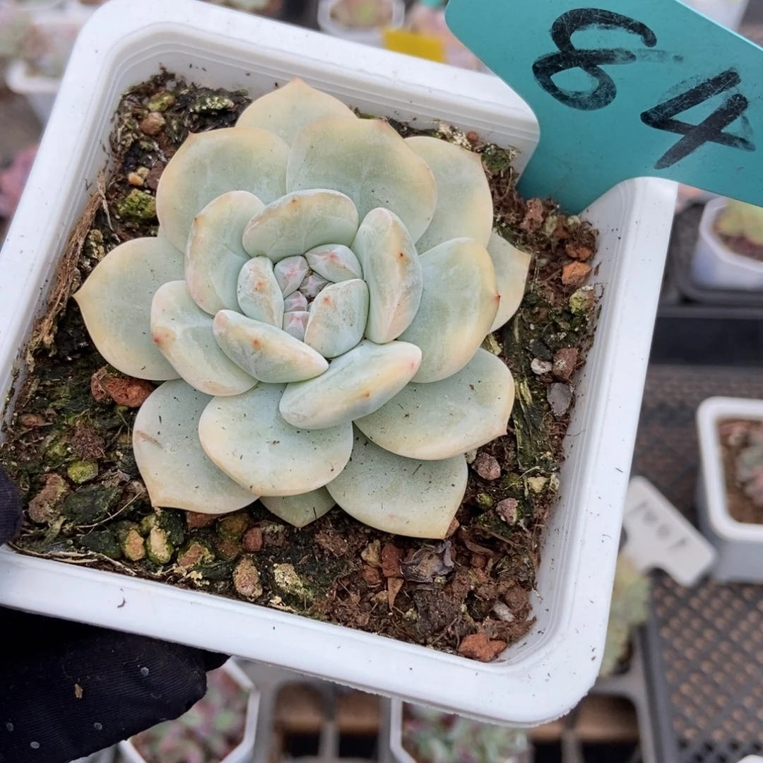 84梦露锦多肉植物保护