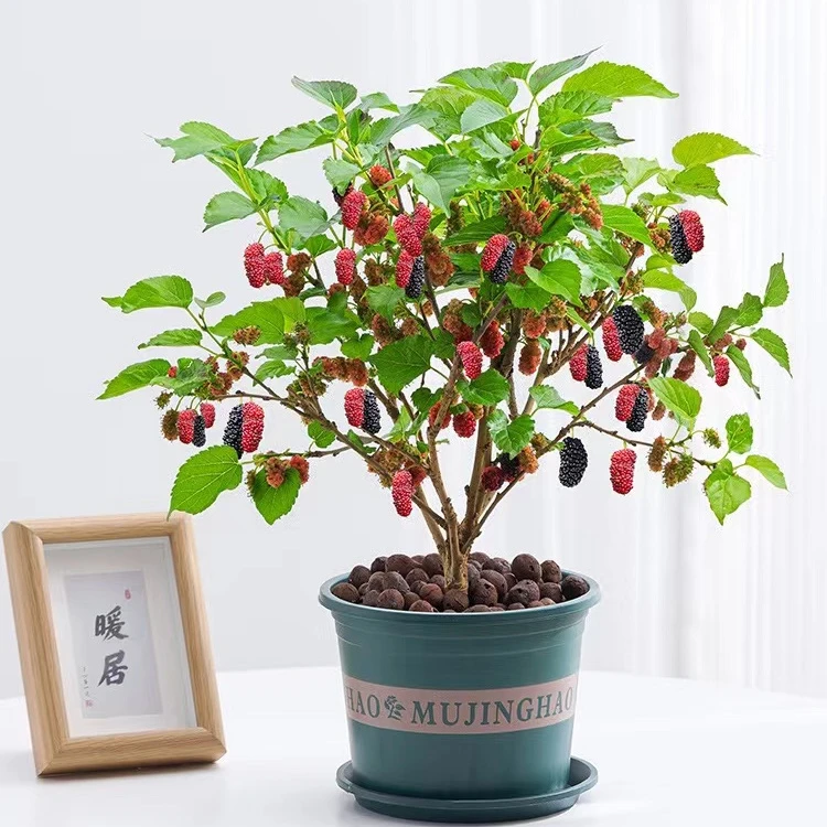【水果桑葚】四季结果水果桑葚超爱结果露天苗盆栽地栽庭院阳台种植