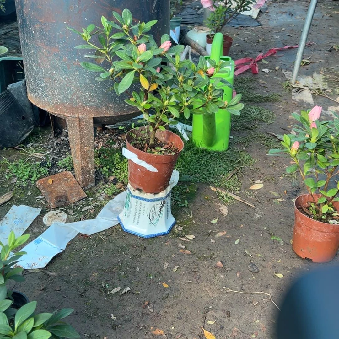 柠***檬完全开放桃梅锦杜鹃