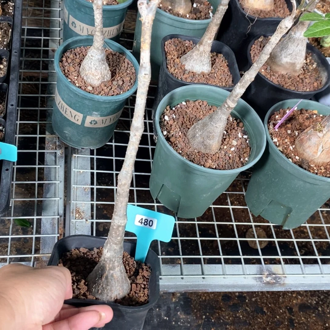 垂直葡萄翁一个多肉