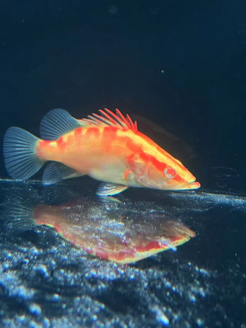 黄金鳜 红眼红纹黄金鳜