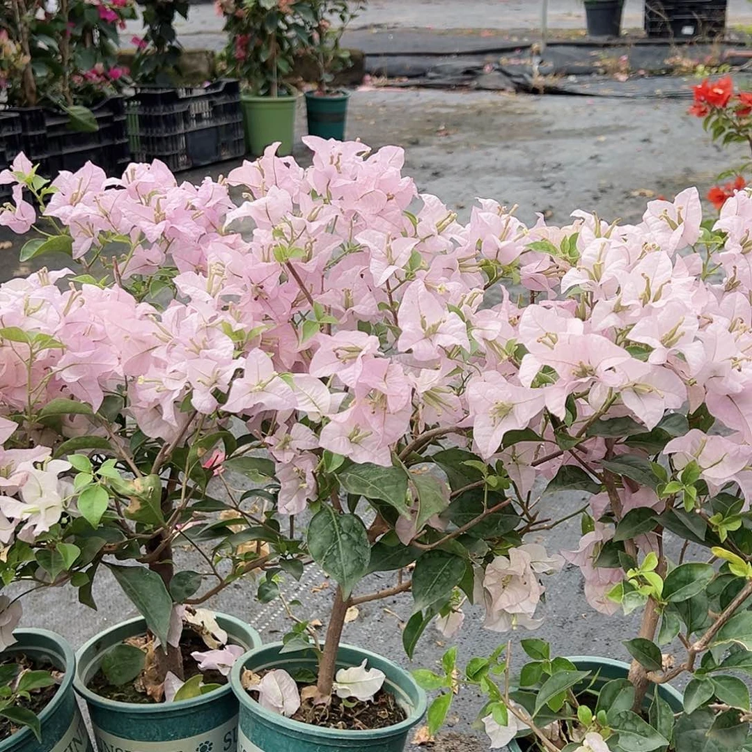 大部分花苞少量开放苹果花掌中宝一颗