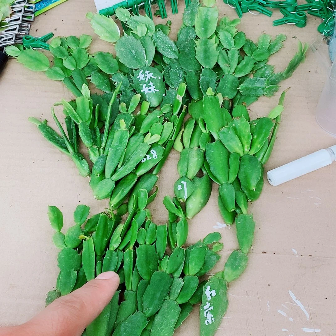 散***鼠无花朵叶片福利一物一拍