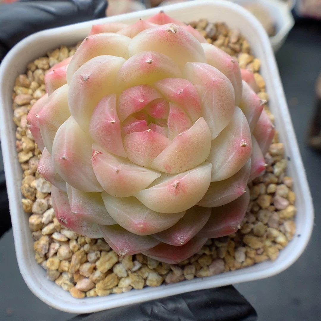 多肉植物。 糖心75