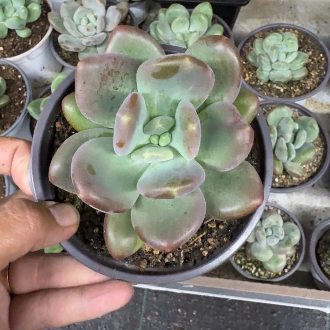 X系列美人新品 一物一拍