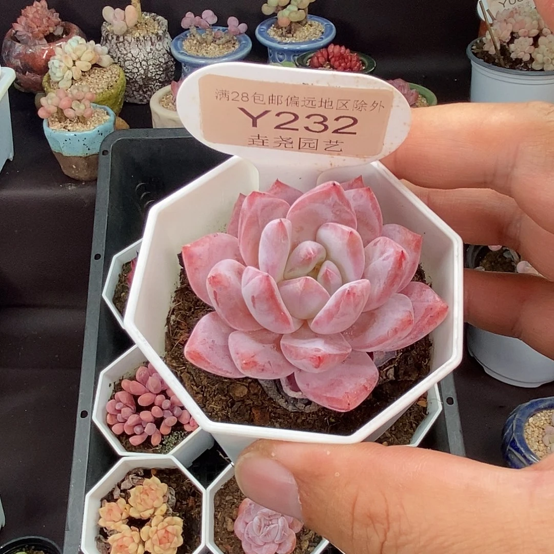 0232 梦之蓝 5cm