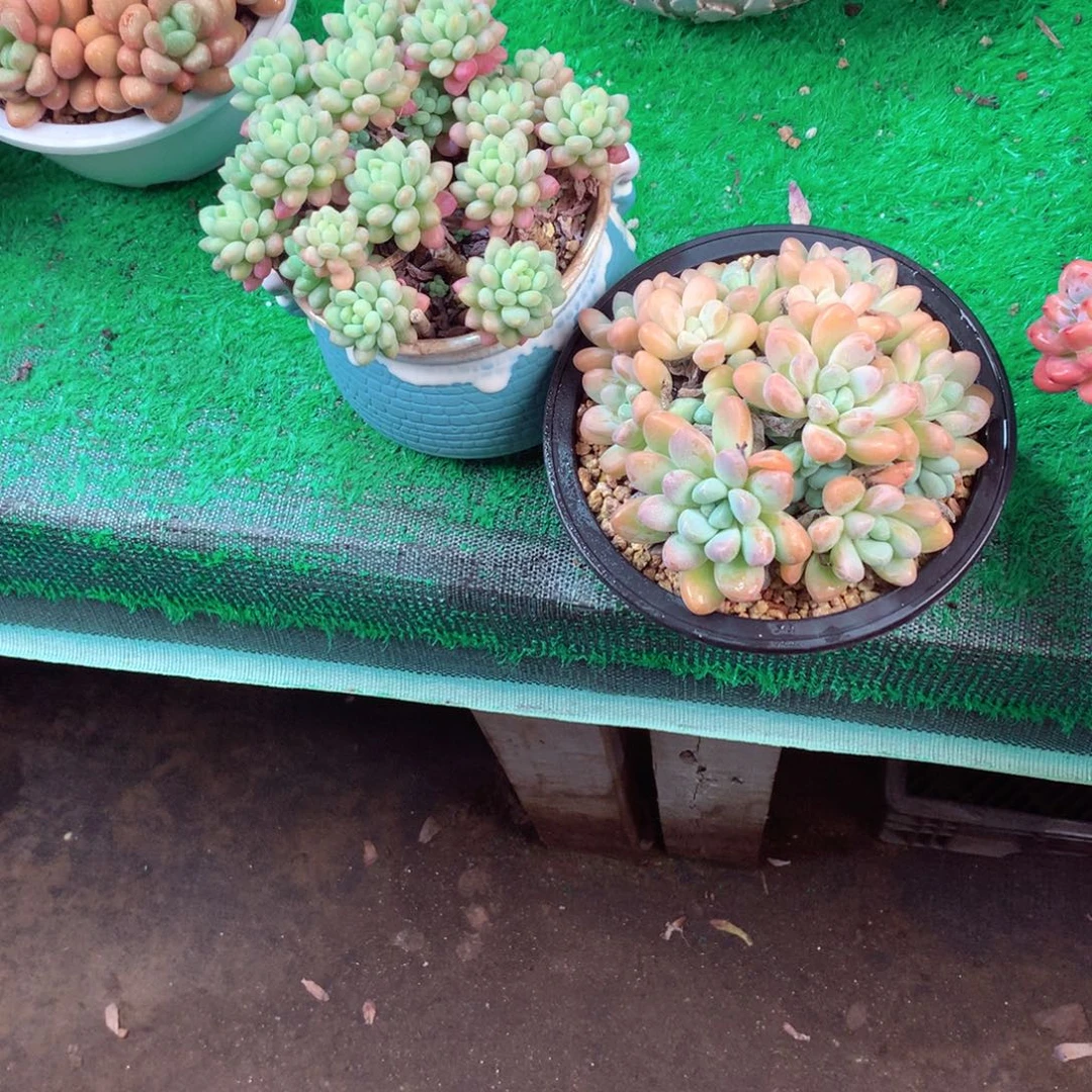默***规一物一拍一物一拍