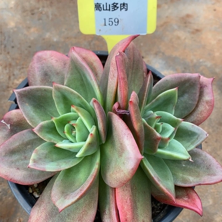 D159- 直播福利 狮子王双头