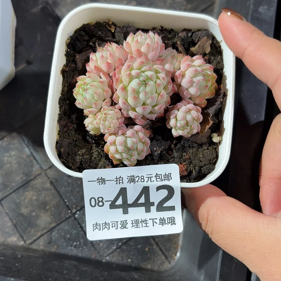 小粉梅多肉无盆土发货无盆