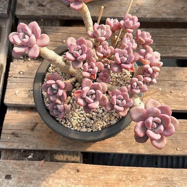 多肉植物，花班露