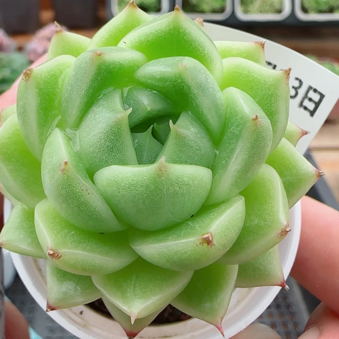 花语逸镜0923-56包子麦秆