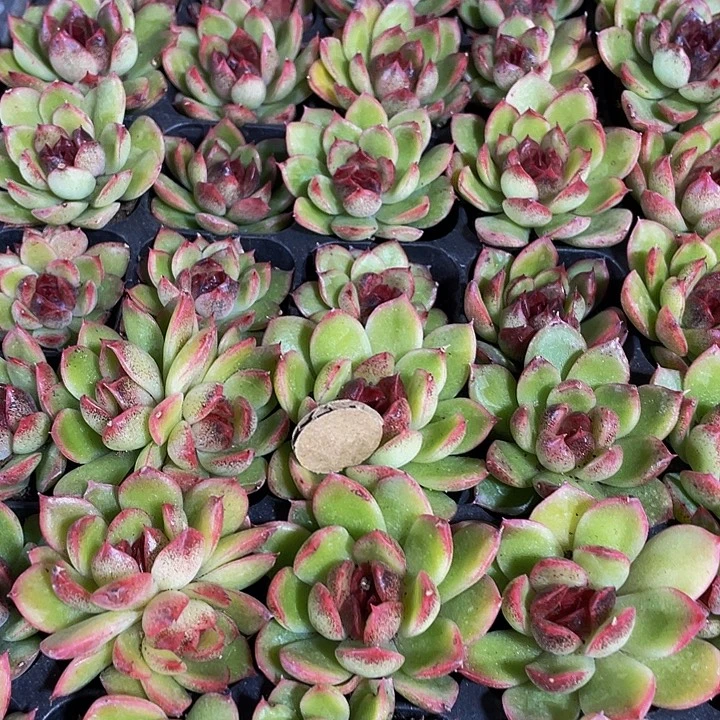 小水晶钻1元带土发货