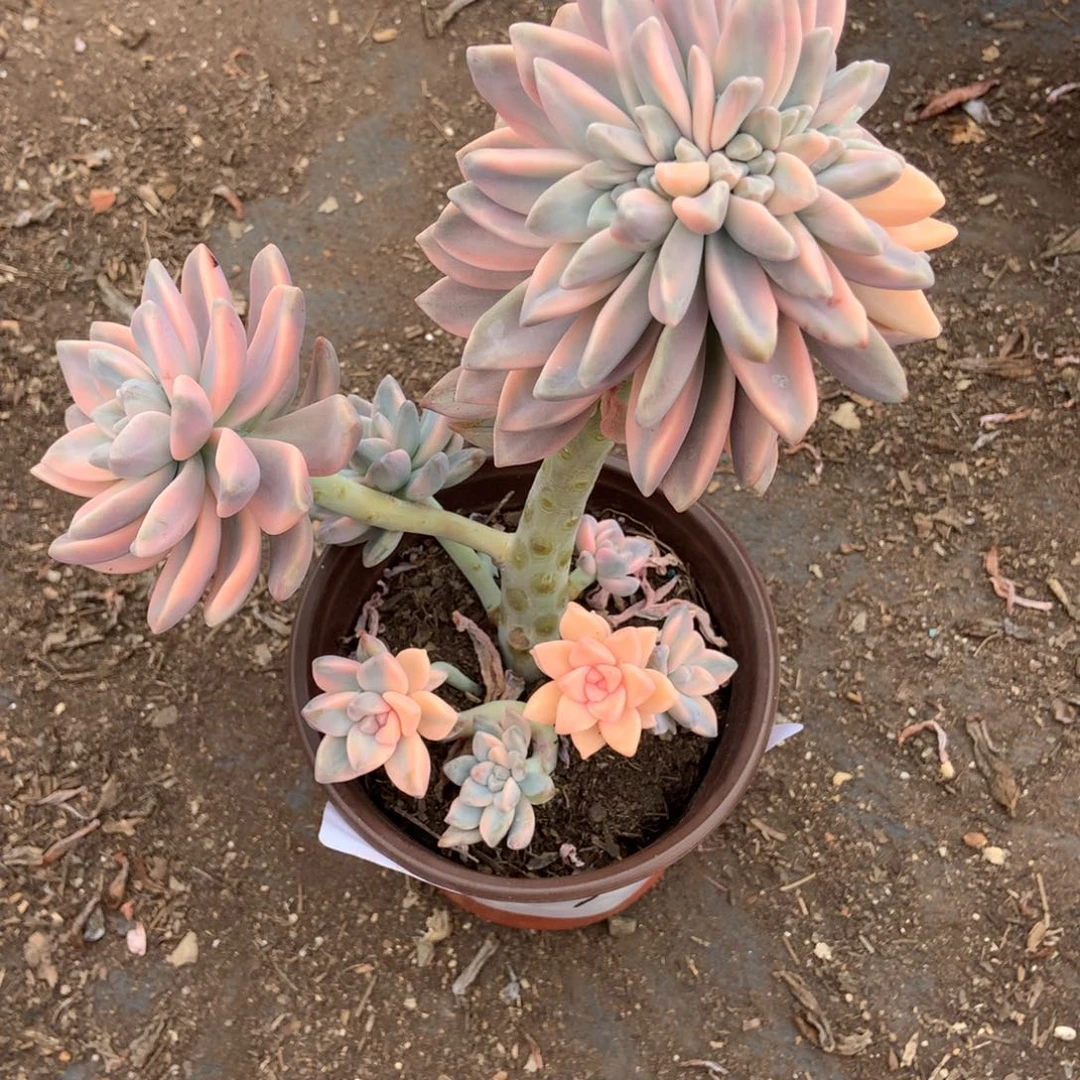 四***花淡雪锦缀2244晓晓一物一拍冷链